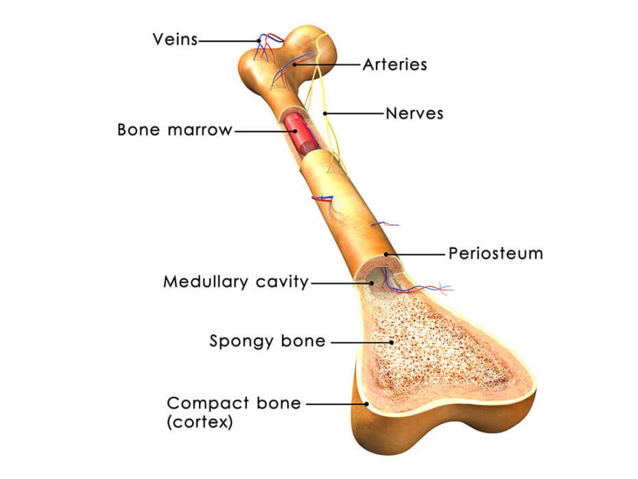 bone marrow location