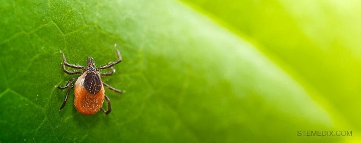 Study Shows Stem Cells Help Patients with Lyme Disease and MS