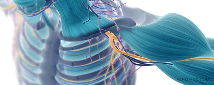 stem cells muscle atrophy