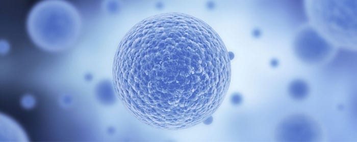 Umbilical Cord Stem Cells Showing Promise for Stem Cell-Based Therapies