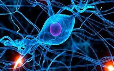 Stem Cells May Help with Aging-Related Neurodegenerative Disease