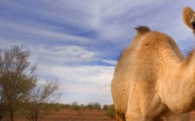 The Power of Camel’s Milk: How it Helps Diabetes & Autoimmune Conditions