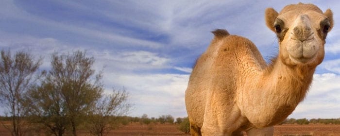 The Power of Camels Milk How it Helps Diabetes and Autoimmune Conditions