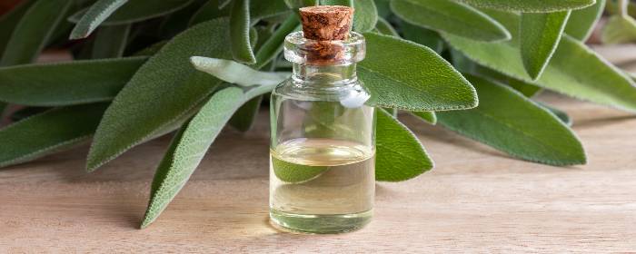 How Sage Extract Boosts Brain Health