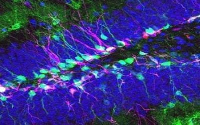 Spinal Cord Neural Stem Cells for ALS: Results from Two Clinical Trials