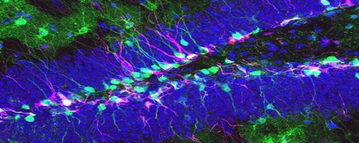 Spinal Cord Neural Stem Cells for ALS: Results from Two Clinical Trials