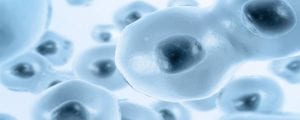 Stem Cells Restore Erectile Function after Prostate Removal Surgery