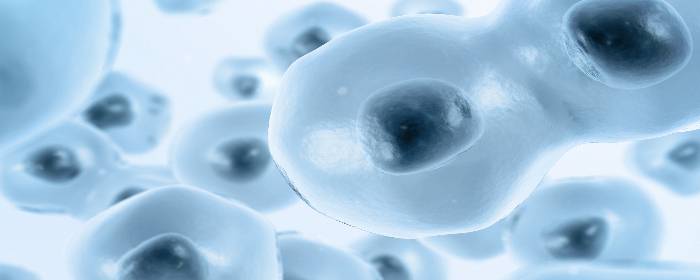 Stem Cells Restore Erectile Function after Prostate Removal