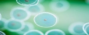 The Critical Role of Exosomes in Regenerative Medicine