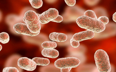 Gut Bacteria May Be Major Factor in the Risk for Brain Damage