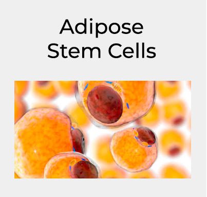 adipose-cells-image