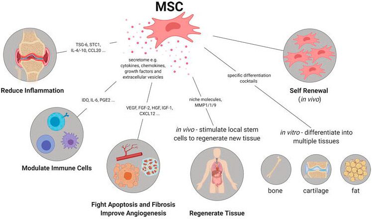 Stem Cell Mobilization Is Enhanced with Higher Pressure Oxygen Therapy -  Stemedix