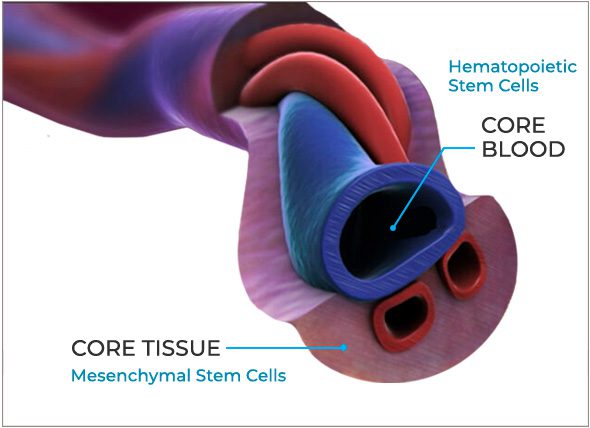 umbilical-cord-illustration