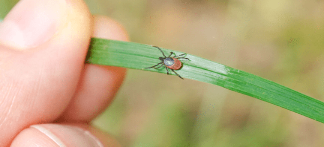 What Is Lyme’s Disease