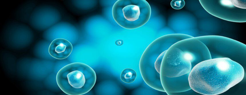 Stem Cell Therapy and the Recovery Process
