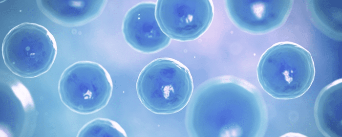 Wharton’s Jelly Mesenchymal Stem Cells and Their Immunomodulatory Potential